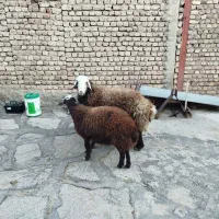 قوچ جوان|حیوانات مزرعه|کنگاور, |دیوار