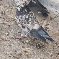 کبوتر کفتر|پرنده|قم, نیروگاه|دیوار