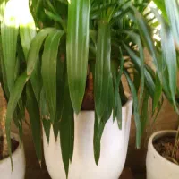 یوکا ۱۰ ساله تنه تنومند وبنسای شده