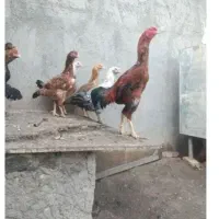 خروس و تخم مرغ لاری اصیل