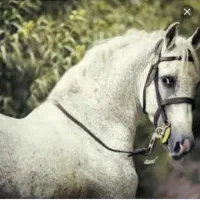 اسبان اصیل و شجره دار تک بندی(سواریدار)