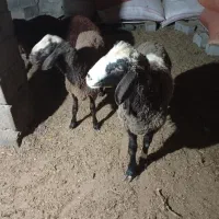 دو..رس نر بره چاق|حیوانات مزرعه|مینودشت, |دیوار