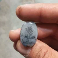 تک درخت زیبا