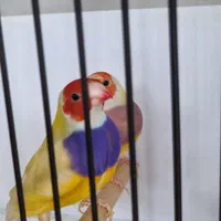 فنچ گلدین و کرواتی|پرنده|کاشان, سرپله جدید|دیوار