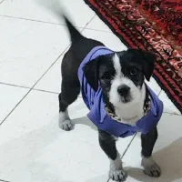 واگذاری سگ نر ۲ ساله