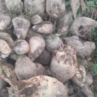 چغندرقند|عمده‌فروشی|میاندوآب, |دیوار