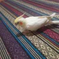 عروس هلندی گم شده|حیوانات|قشم, |دیوار