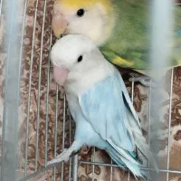 کوتوله برزیلی مولد واقعی درجه یک .|پرنده|گلپایگان, |دیوار