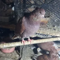 سرخ نوک سفید|پرنده|گرگان, |دیوار