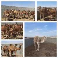 فروش انواع حاشی بلوون نژاد دار