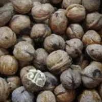 گردو تویسرکان