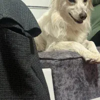 واگذاری سگ اشپیتز