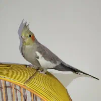 فروش عروس هلندی