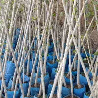 نهال های پایه دار یک سال تا پنج سال|خدمات باغبانی و درختکاری|اردبیل, |دیوار