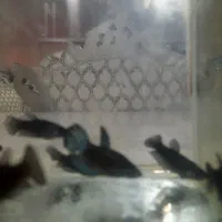 فایتر پلاکت