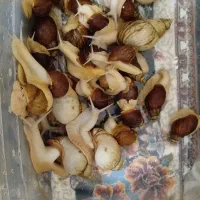 حلزون البینو|خزنده|گلبهار, شهر جدید گلبهار|دیوار