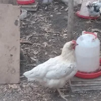 مرغ لوهمن سفید بالغ
