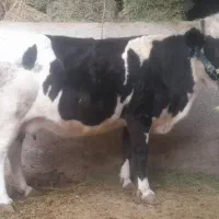 گاو هشت ماه آبستن عاقل و شیرا اصیل