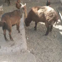 گوسفند افشار چاق برا کشتار و نگه داشت کیلو ۵۵۰