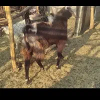 نری بخته|حیوانات مزرعه|رفسنجان, |دیوار