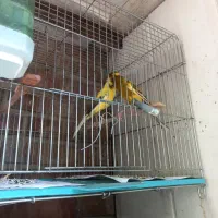 قناری رسمی بلند نروماده