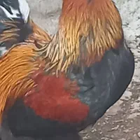 خروس برهما پاترول درسراوان