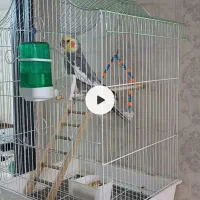 عروس هلندی نرسخنگو