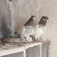 کبوتر کله دار