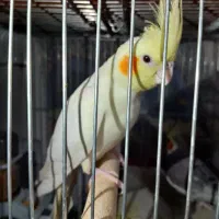 عروس هلندی جفت با جوجه