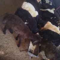 بره نر