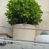 گلمرجان|گل و گیاه طبیعی|کرمانشاه, |دیوار