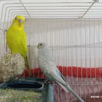 جفت مرغ عشق