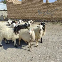 میش کرمونی