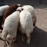 بره چاق چاق