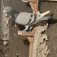 ۳ تا نر زرنگ و زد خوردی. فیض اباد|پرنده|مه ولات, |دیوار