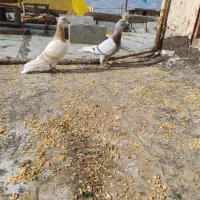 کبوتر پلاکی قوری و کرم