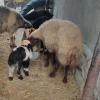 میش بره جوان