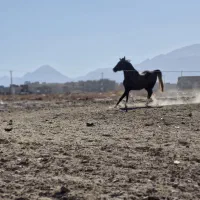 اسب|اسب و تجهیزات اسب‌سواری|مهریز, |دیوار