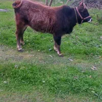 گاو جوان آبستن