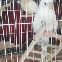 عروس هلندی جفت
