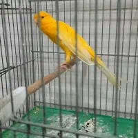 قناری نر طلایی|پرنده|قزوین, |دیوار