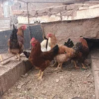 تعدادی خروس جوان