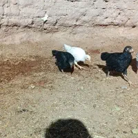 جوجه مرغ فروشی