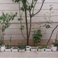 فروش باغ رضوان