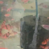 ماهی گوپی مولی سوارتل گلدفیش کت فیش کوریدوراس