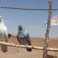 کفتر گرو|پرنده|سرخه حصار, |دیوار