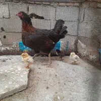 جوجه مرغ خانگی