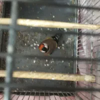 سهره تازه گیر