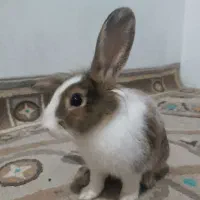 خرگوش نژاد جرسی|موش و خرگوش|چهاردانگه (تهران), |دیوار