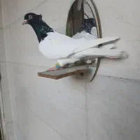 کبوتر متن بخون